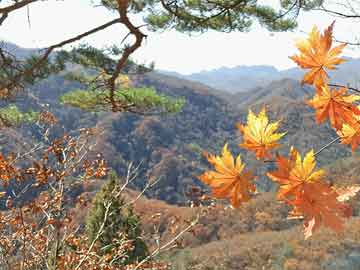 管家婆二四六期期準(zhǔn),火箭1分險(xiǎn)勝騎士