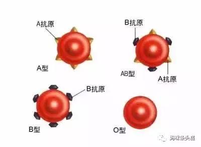 abo溶血,abo溶血，深入解析與定義的新視角,平衡策略實施_云版81.94.33