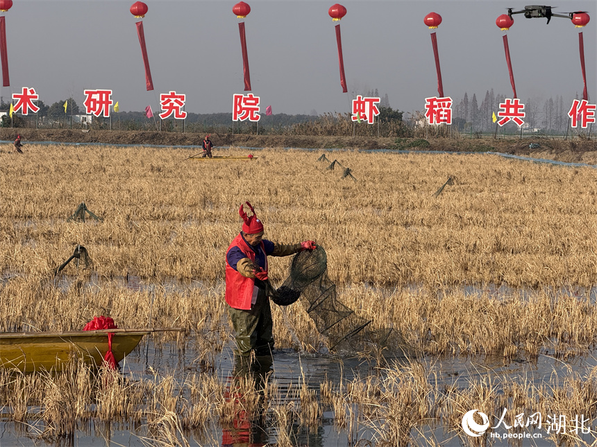 是的，湖北潛江的冬蝦已經(jīng)開始搶鮮上市。潛江是一個水產(chǎn)養(yǎng)殖大市，小龍蝦產(chǎn)業(yè)是其特色產(chǎn)業(yè)之一，而冬蝦作為小龍蝦中的一種，也備受關(guān)注。隨著天氣逐漸降溫，冬蝦的生長速度逐漸減緩，但潛江的養(yǎng)殖戶們已經(jīng)開始積極捕撈和銷售冬蝦，以滿足市場需求。由于冬蝦肉質(zhì)鮮美，受到消費者的喜愛，因此價格也相對較高。此外，潛江的小龍蝦產(chǎn)業(yè)鏈已經(jīng)相當(dāng)成熟，從養(yǎng)殖到銷售再到深加工，都已經(jīng)形成了一套完整的體系。因此，潛江的冬蝦搶鮮上市，不僅滿足了市場需求，也為當(dāng)?shù)亟?jīng)濟發(fā)展帶來了不小的貢獻。