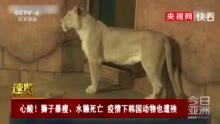 飼養(yǎng)員拍視頻時遭獅子襲擊身亡