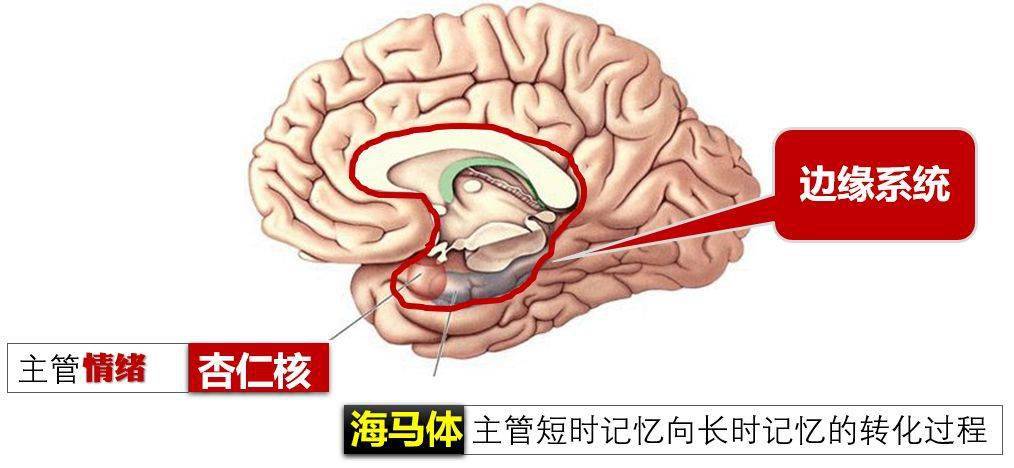 淚點(diǎn)低可能是大腦神經(jīng)太發(fā)達(dá)