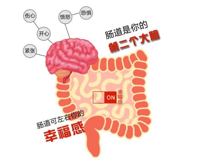 人體最大免疫器官竟是它