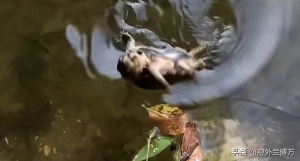 男子釣上保護動物打卡拍照后放生