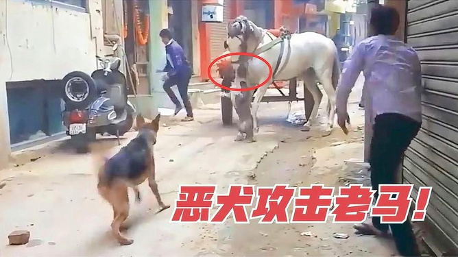 四川巴中惡犬襲擊多人 多部門回應(yīng)