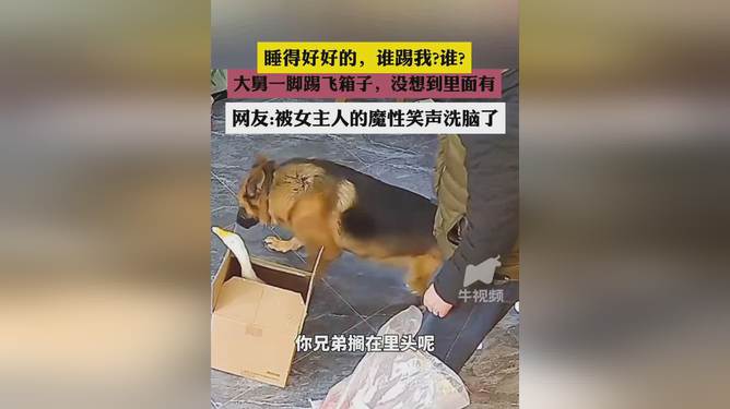 小伙按年豬沒(méi)按住被豬一腳踹臉上