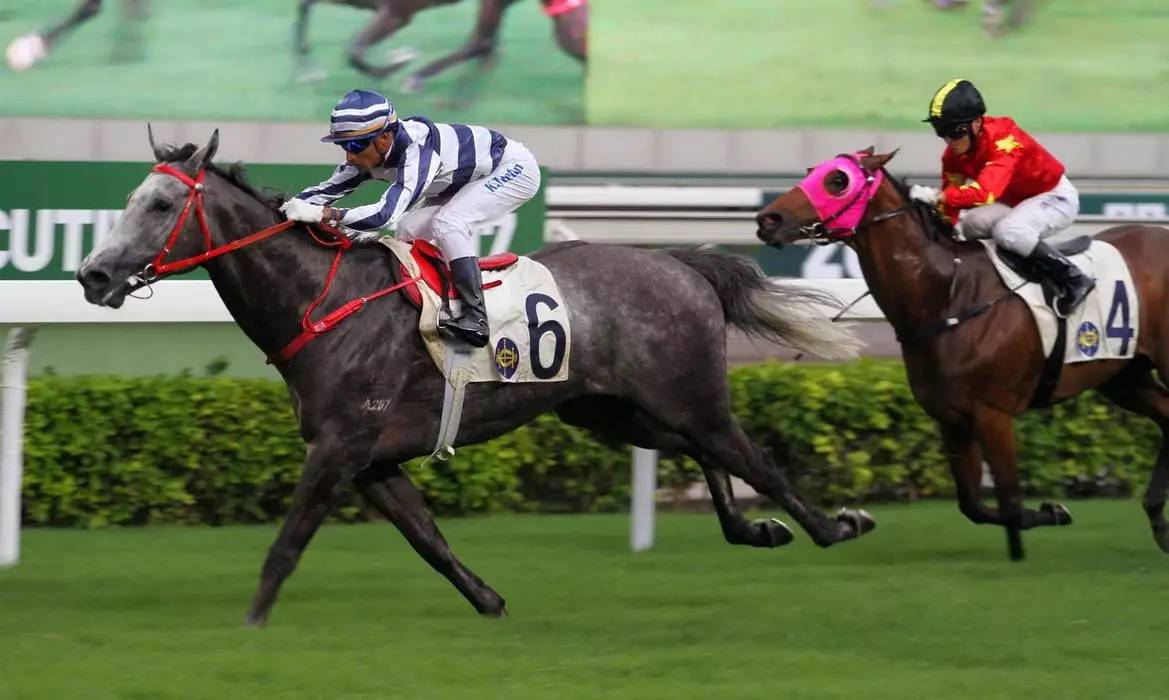 香港今期出什么特馬,丹羽孝希被移送日本檢察機關