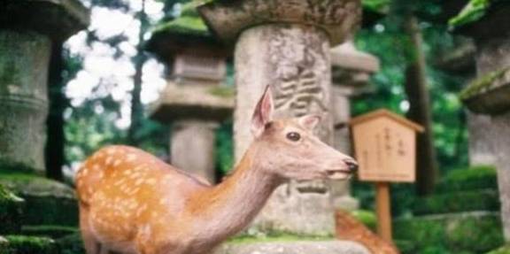 沒牙的動物有哪些生肖,中外游客在上海同過“立春祭”