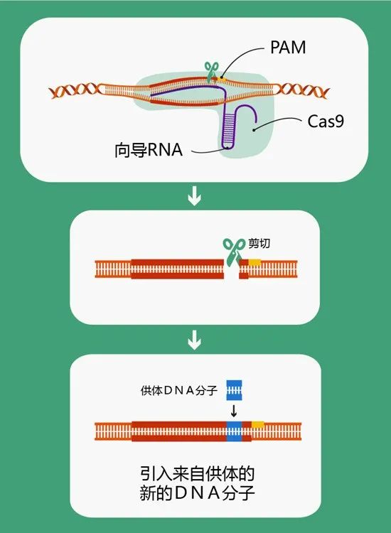 新澳門最長的一肖是多少期末出