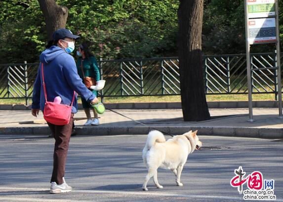 金剛怒目打一最佳生肖,路遇遛狗不拴繩怎么辦