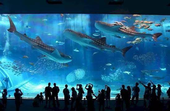 香港正版資料免費的大全,日本水族館翻車魚因沒游客自閉